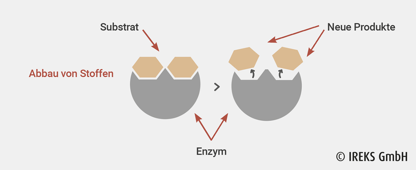 Funktionsweisen von Enzymen