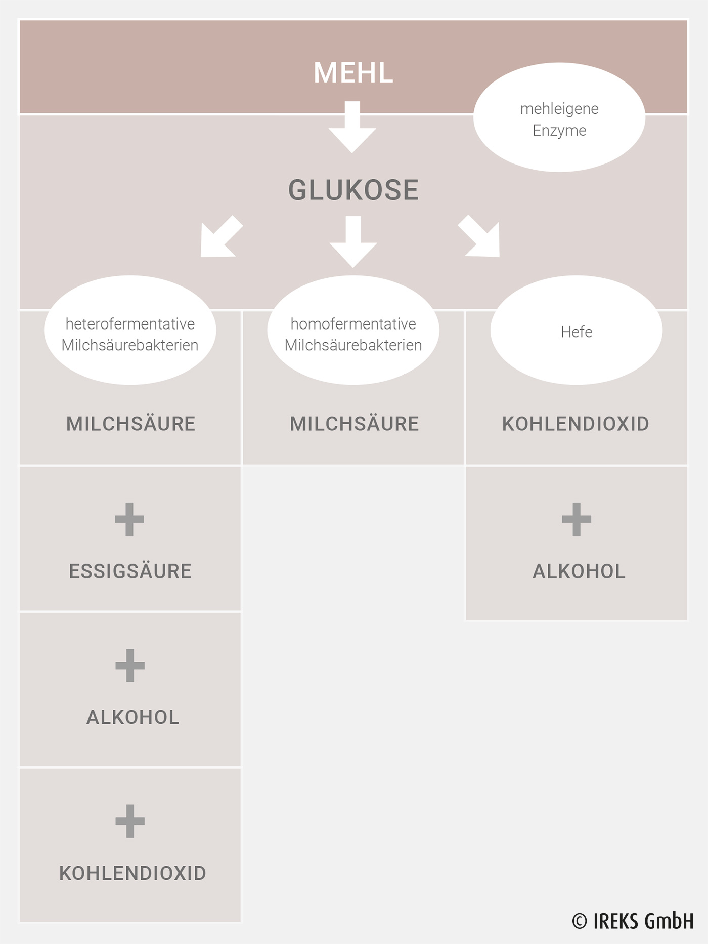 Sauerteig-Mikroflora und deren Fermentationsprodukte 